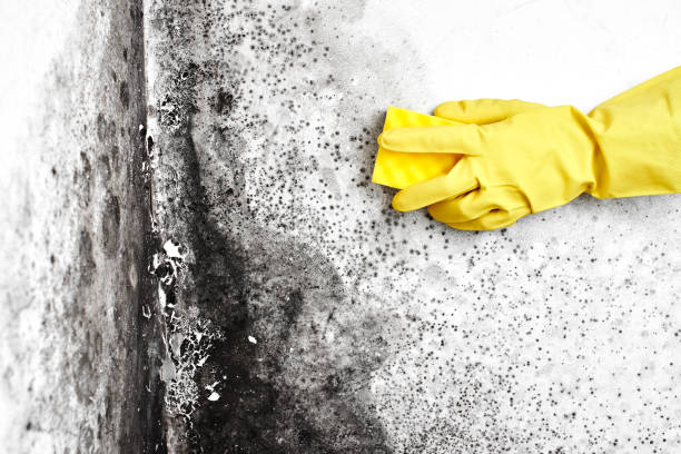 Best Black Mold Removal  in Hoopeston, IL
