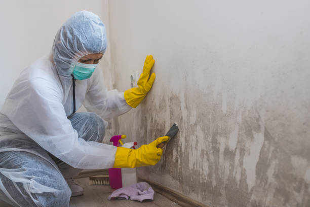Best Local Mold Removal Service  in Hoopeston, IL