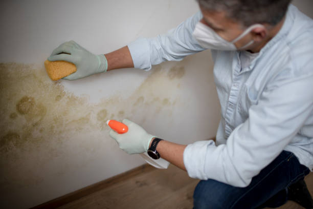 Best Mold Cleaning Services  in Hoopeston, IL