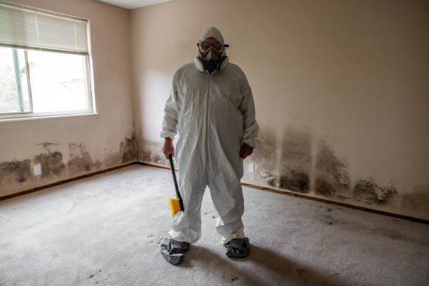 Best Attic Mold Removal  in Hoopeston, IL