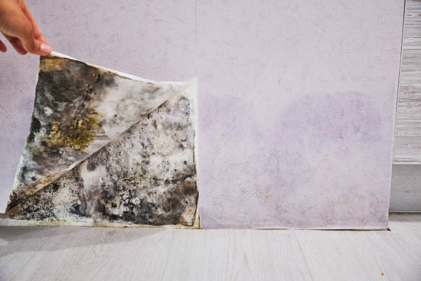 Mold Removal and Inspection in Hoopeston, IL